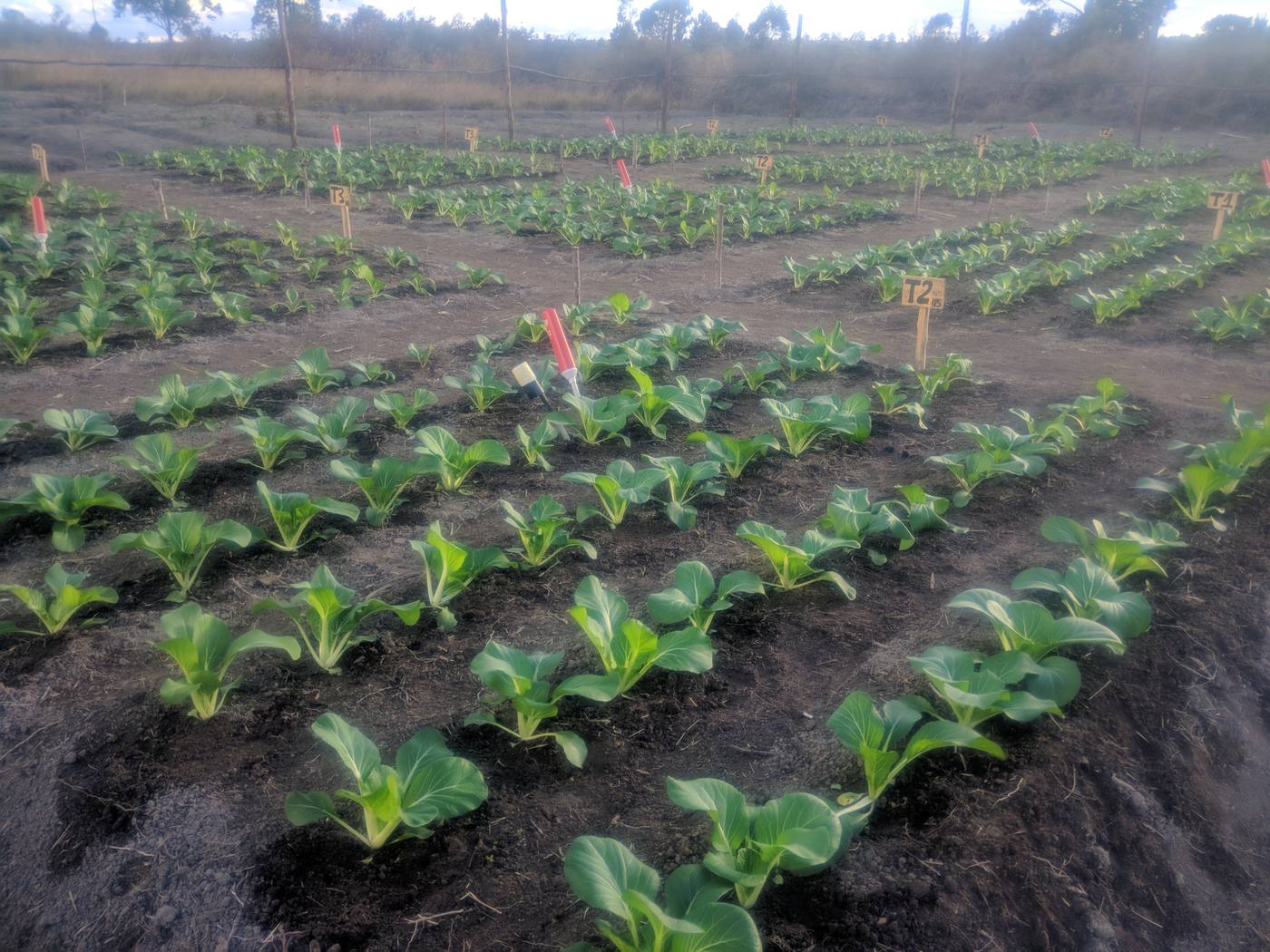 Minimal Irrigation